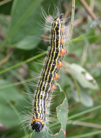 Common Datana